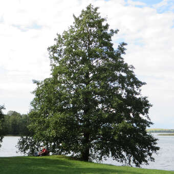 Alnus glutinosa