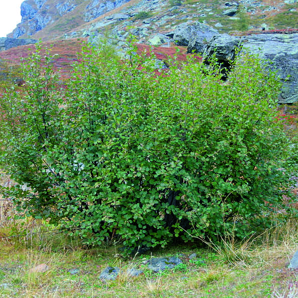 Alnus viridis: Bild 1/3