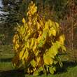 Asimina triloba: Bild 9/13