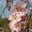 Prunus pers. 'Suncrest': Bild 1/3