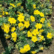 Potentilla fruticosa 'Goldteppich': Bild 1/3