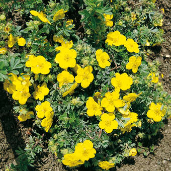 Potentilla fruticosa 'Goldteppich'