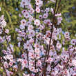 Prunus blireana: Bild 3/5