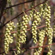 Stachyurus praecox: Bild 1/4