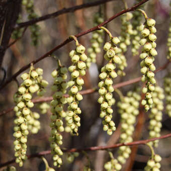 Stachyurus praecox