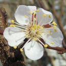 Prunus armeniaca 'Ananas Marille' - Marille