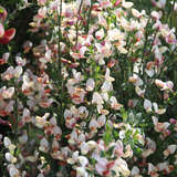 Cytisus praecox 'Hollandia' - Ginster