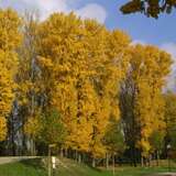 Populus nigra - Schwarzpappel
