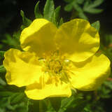 Potentilla fruticosa 'Elisabeth' - Fünffingerstrauch