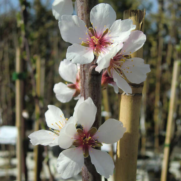 Prunus amygdalus 'Zartschalige Krachmandel': Bild 3/6 Prunus amygdalus 'Zartschalige Krachmandel': Bild 3/6