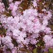 Prunus serrulata 'Asano': Bild 1/6