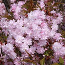 Japanische Blütenkirsche - Prunus serrulata 'Asano'