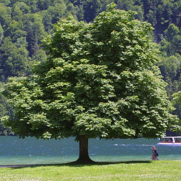 Aesculus hippocastanum: Bild 6/9 Aesculus hippocastanum: Bild 6/9