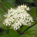 Cornus alba 'Sibirica' - Sibirischer Hartriegel