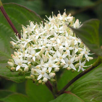 Cornus alba 'Sibirica'