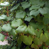 Vitis coignetiae - Rostrote Zierrebe