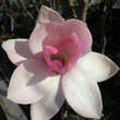 Magnolia 'Sweethart': Bild 1/3