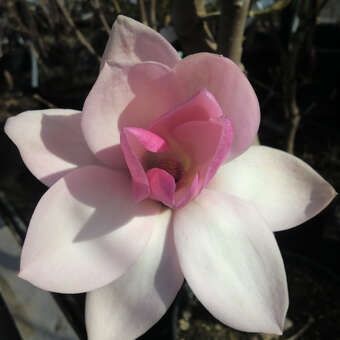Magnolia 'Sweethart'