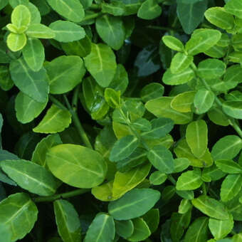 Euonymus fortunei 'Green Carpet'