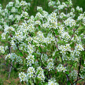 Amelanchier rotundifolia