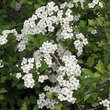 Crataegus laevigata: Bild 1/7