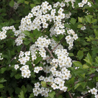 Crataegus laevigata