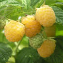 Rubus idaeus 'Golden Everest' - Gelbe Himbeere