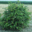 Berberis hookeri: Bild 1/2