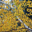 Betula ermanii: Bild 1/4