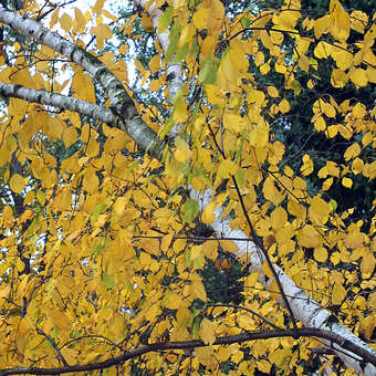 Betula ermanii
