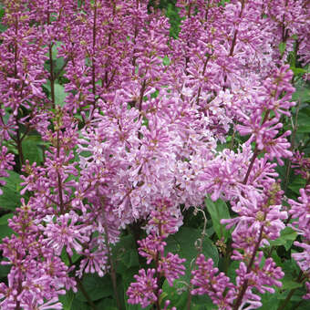 Syringa patula 'Miss Kim'