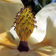 Magnolia grandiflora 'Francois Treyve': Bild 3/8