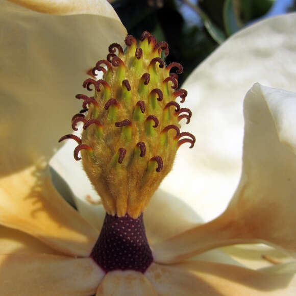 Magnolia grandiflora 'Francois Treyve': Bild 3/8 Magnolia grandiflora 'Francois Treyve': Bild 3/8