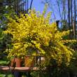Cytisus beanii: Bild 1/1