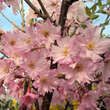 Prunus subhirtella 'Fukubana': Bild 2/5