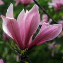 Magnolia 'Spectrum' - Magnolie