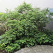 Acer palmatum 'Sharp's Pygmy': Bild 1/1