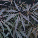 Acer palmatum 'Crimson Princess' - Japanischer Schlitzahorn