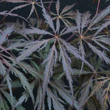Acer palmatum 'Crimson Princess' - Japanischer Schlitzahorn