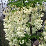 Staphylea pinnata - Heimische Pimpernuss