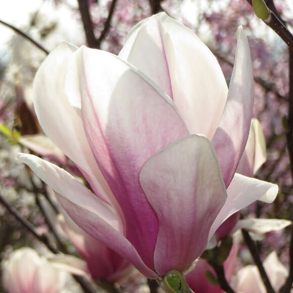 Magnolia soulangeana 'Alexandrina': Bild 1/5 Magnolia soulangeana 'Alexandrina': Bild 1/5