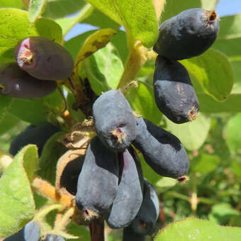 Lonicera caerulea kamt. 'Amur'