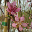 Prunus persica 'Heidemaria': Bild 1/2