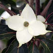 Cornus kousa 'Kreuzdame': Bild 1/1