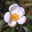 Franklinia alatamaha: Bild 1/3