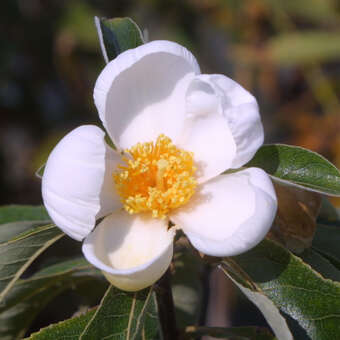 Franklinia alatamaha