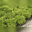 Buxus microphylla 'Herrenhausen': Bild 3/5