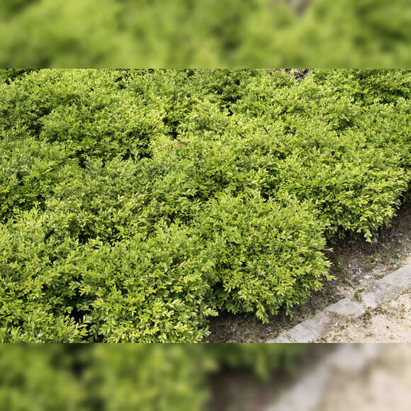 Buxus microphylla 'Herrenhausen': Bild 3/5