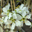 Prunus domestica 'Cacaks Frühe': Bild 1/2