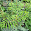 Sorbus aucuparia 'Dörings Findling': Bild 1/1